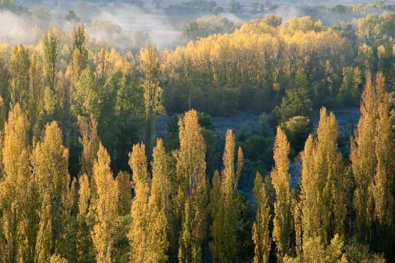 Populus Nigra 'Italica' (Lombardy Poplar)