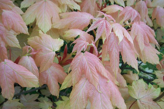 Acer pseudoplatanus Brilliantissimum (Brilliant Sycamore Maple)