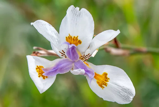 Dietes Iridioides (African Iris)