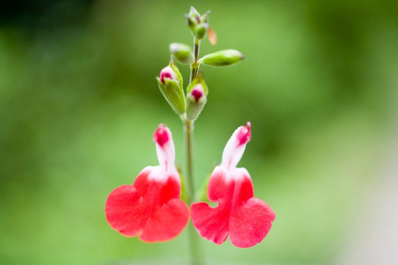 Salvia Microphylla 'Hot Lips' (Salvia Hot Lips)