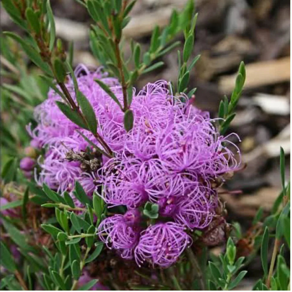 Melaleuca Thymifolia (Honey Myrtle)