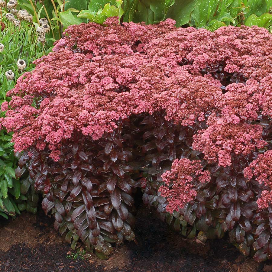 Sedum Dark Magic (Stonecrop Dark Magic)