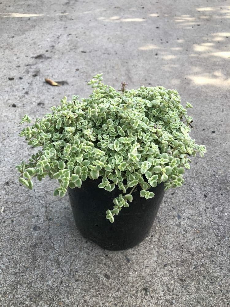 Sedum 'Little Missy' (Stonecrop)