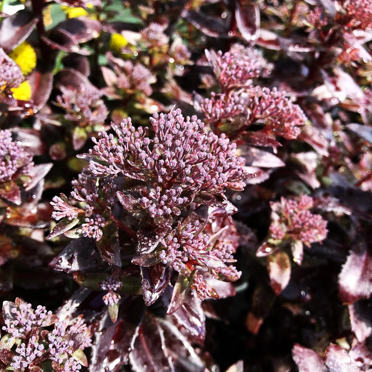 Sedum Dark Magic (Stonecrop Dark Magic)