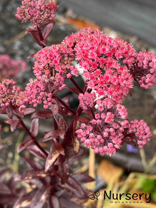 Sedum Dark Magic (Stonecrop Dark Magic)