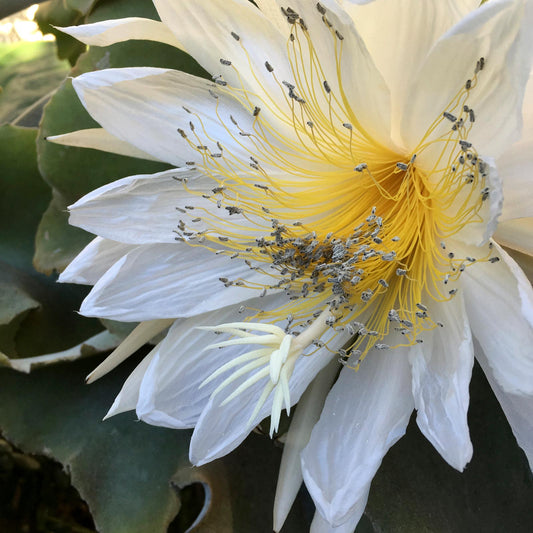 Selenicereus chrysocardium (Golden Moon Cactus)