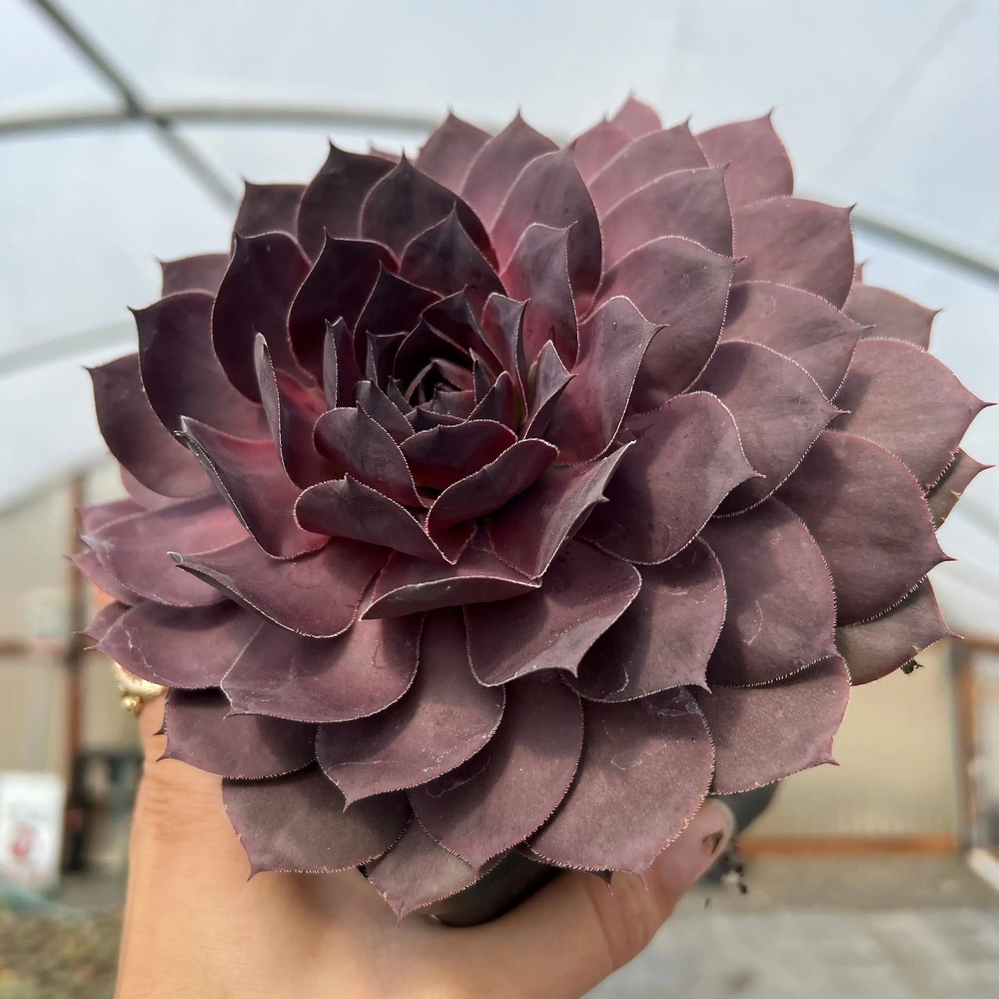 Sempervivum 'Onyx' (Onyx Hens and Chicks)