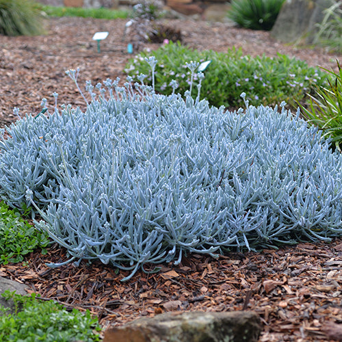 Senecio Trident