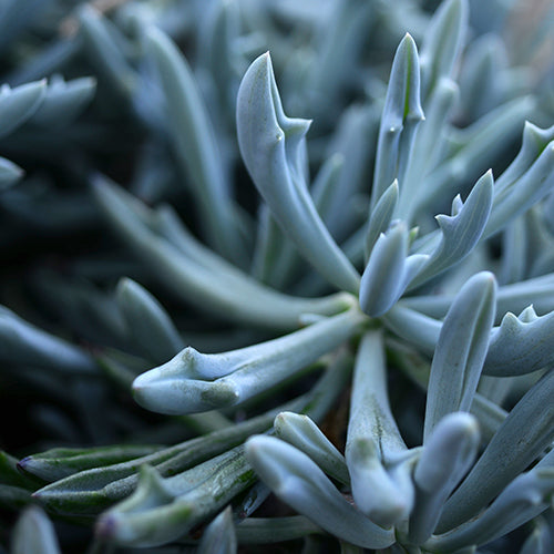 Senecio Trident