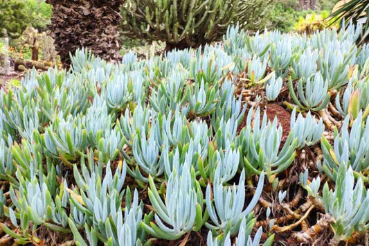 Senecio Mandraliscae (Blue Chalksticks)