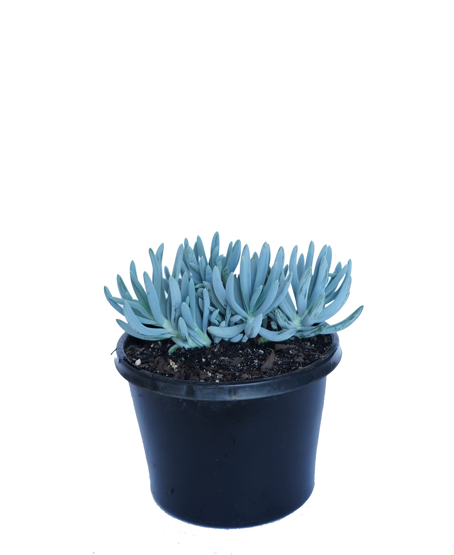 Senecio Serpens (Blue Chalk Sticks)