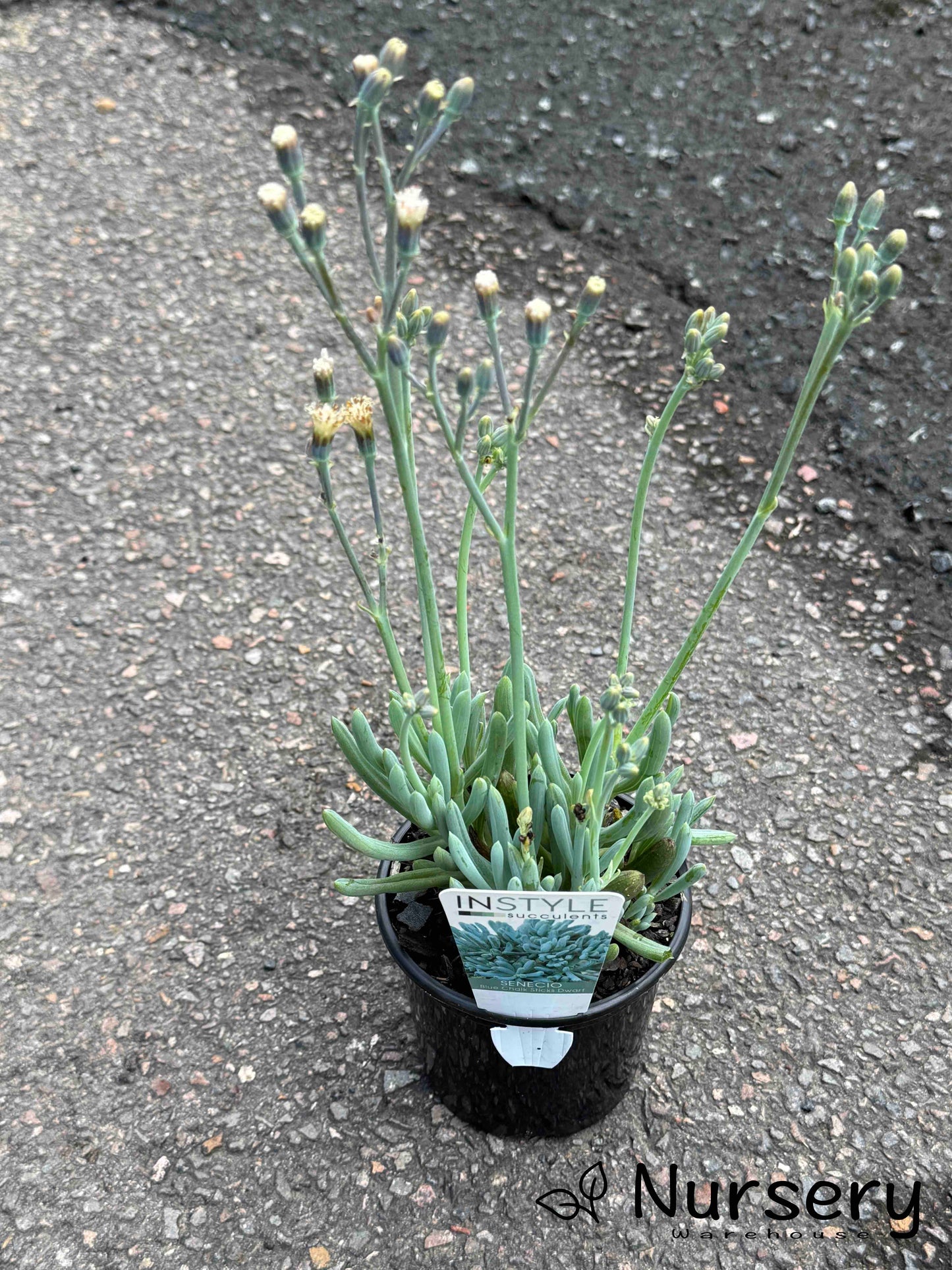 Senecio Mandraliscae (Blue Chalksticks)