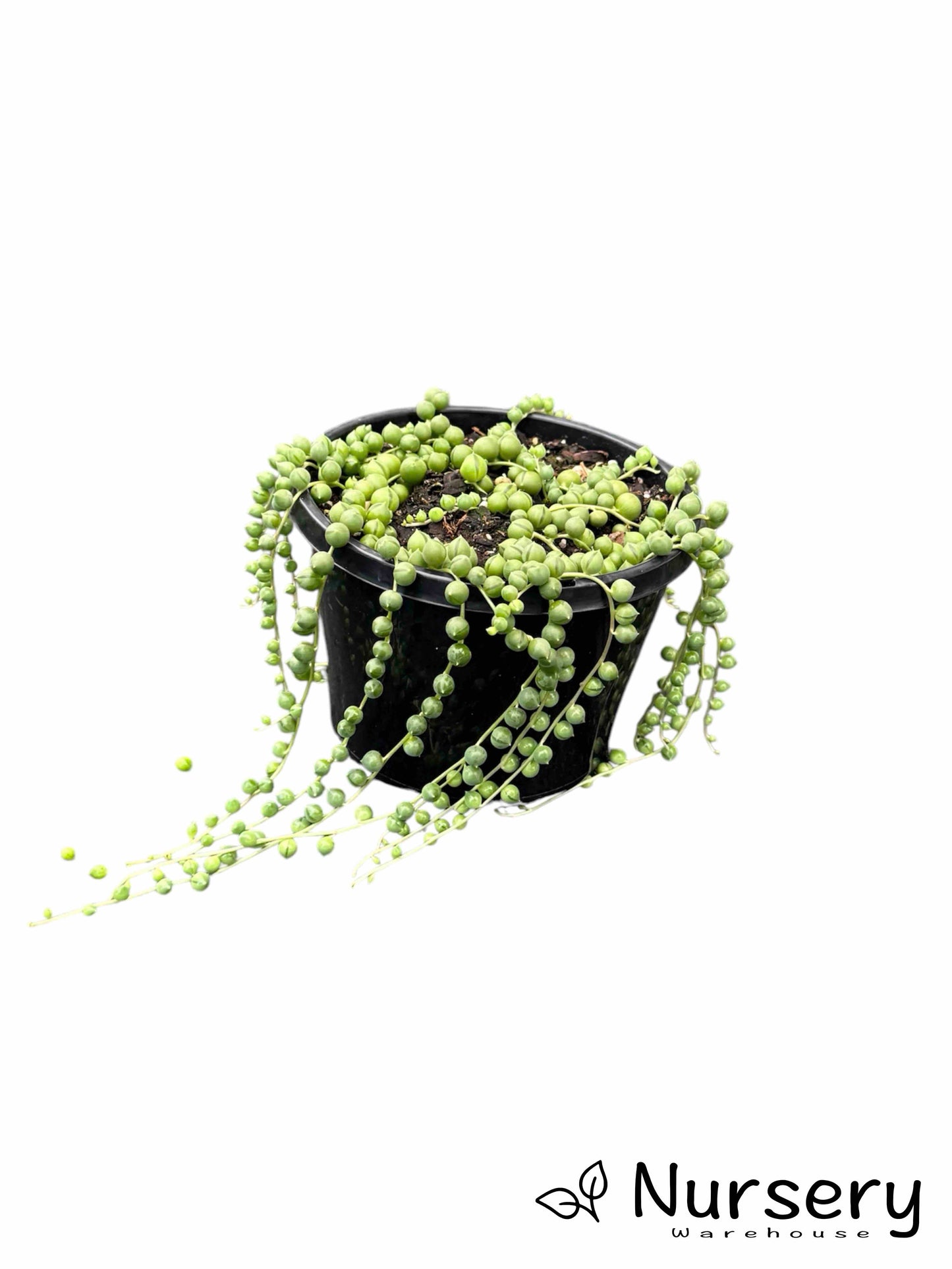 Senecio Rowleyanus (String of Pearls)