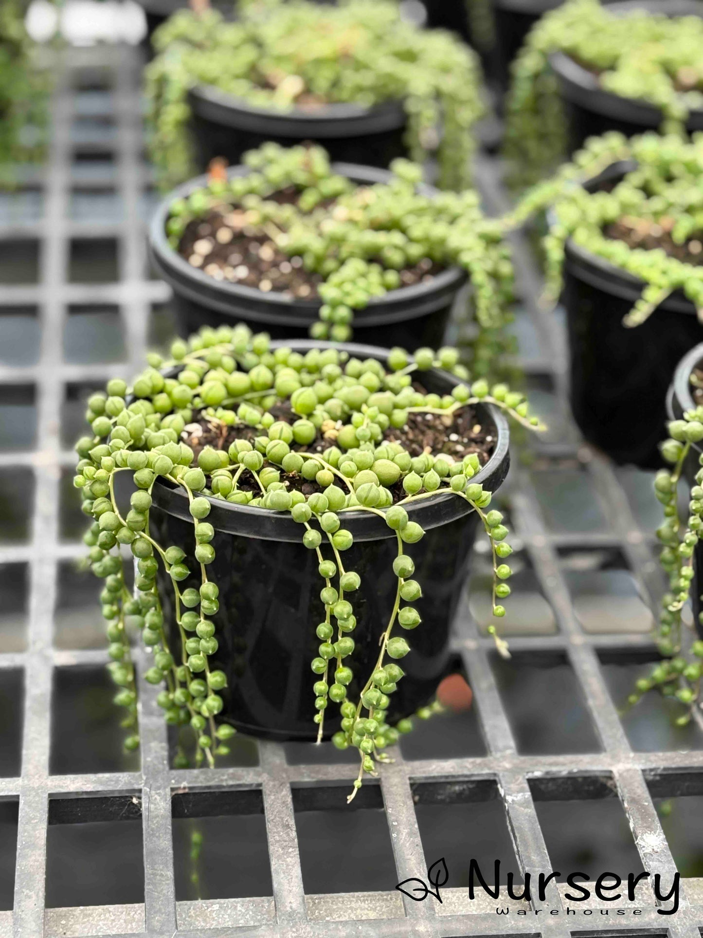 Senecio Rowleyanus (String of Pearls)