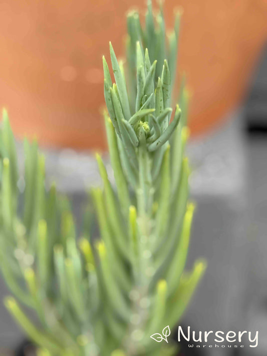 Senecio Talinoides (Ice Sticks)