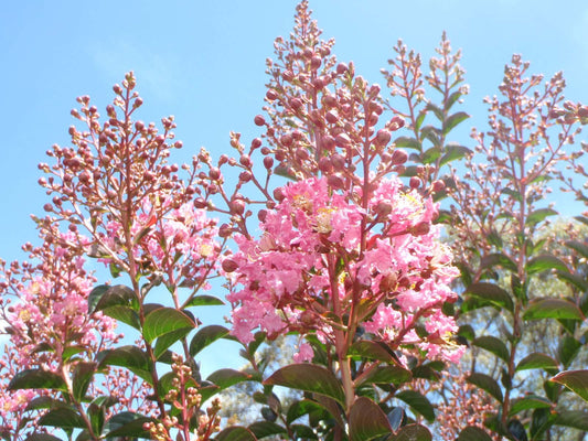 Lagerstroemia Indica ‘Sioux’ (Crepe Myrtle ‘Sioux’)