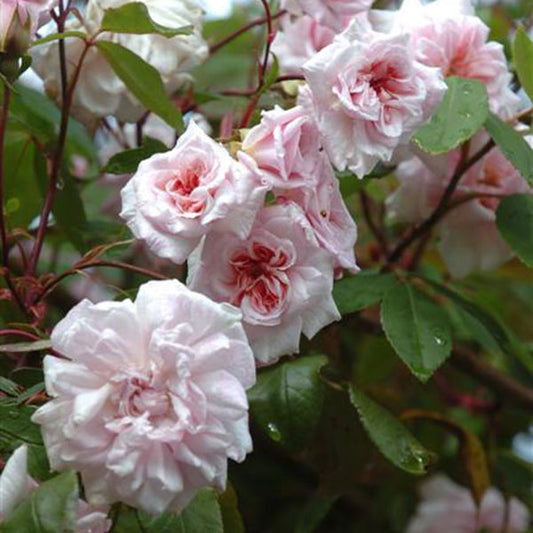 Rosa Cecile Brunner (Cecile Brunner Rose)