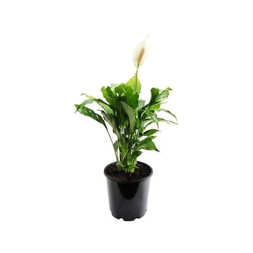 Spathiphyllum (Peace Lily) in a pot, ready for sale at Nursery Warehouse