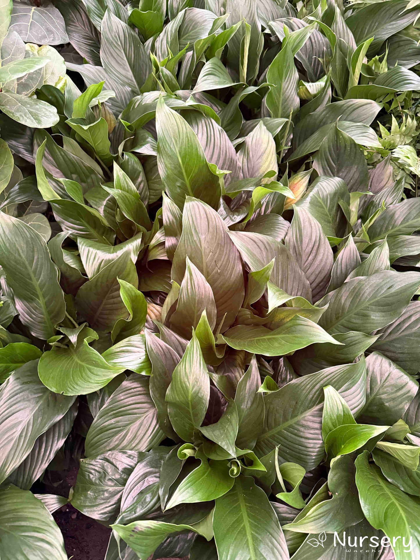 Close-up image of dense Spathiphyllum (Peace Lily) leaves from plants in stock.