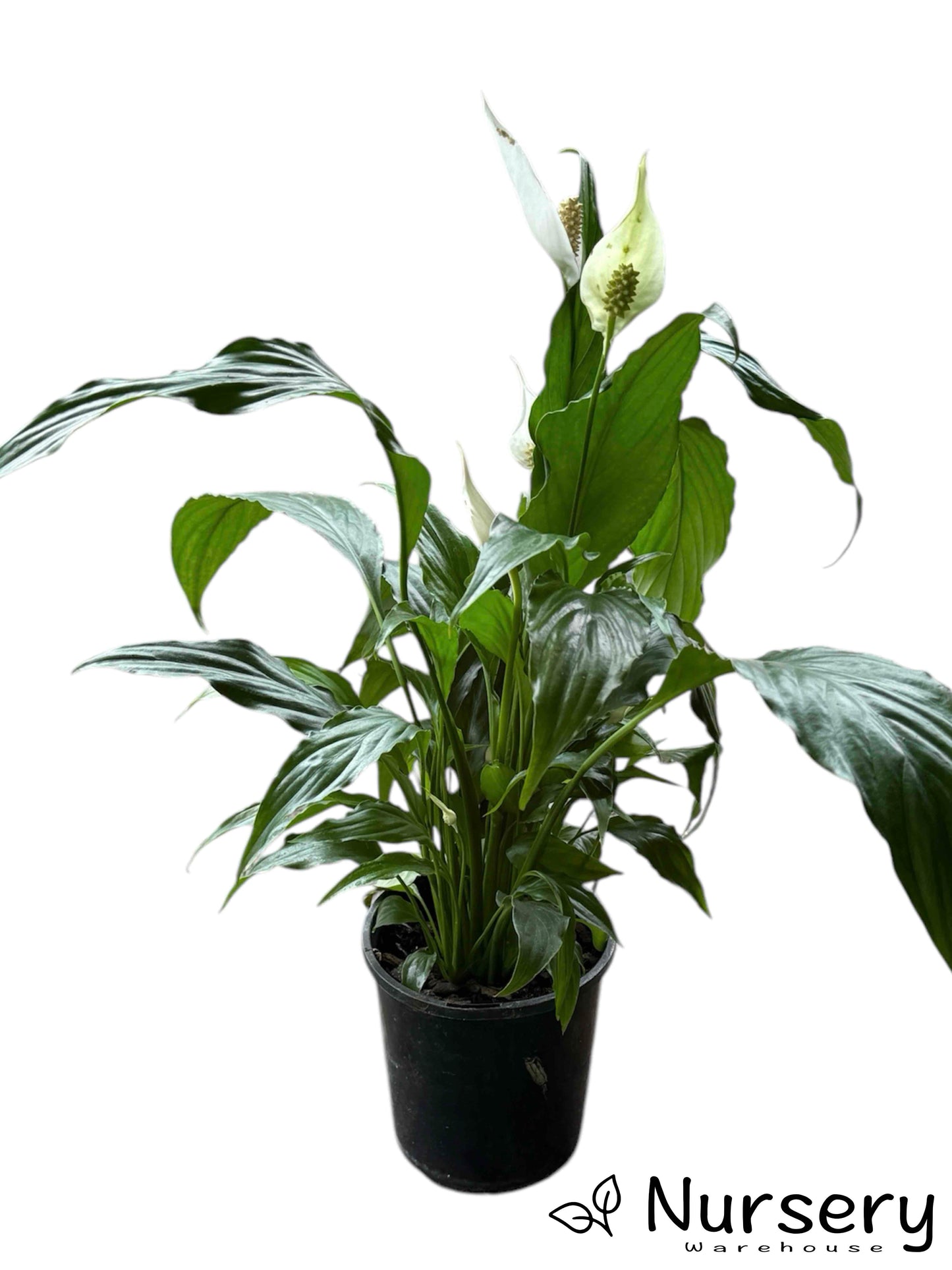 Spathiphyllum (Peace Lily) leaves and white flowers in full bloom in a 140mm pot ready for sale.