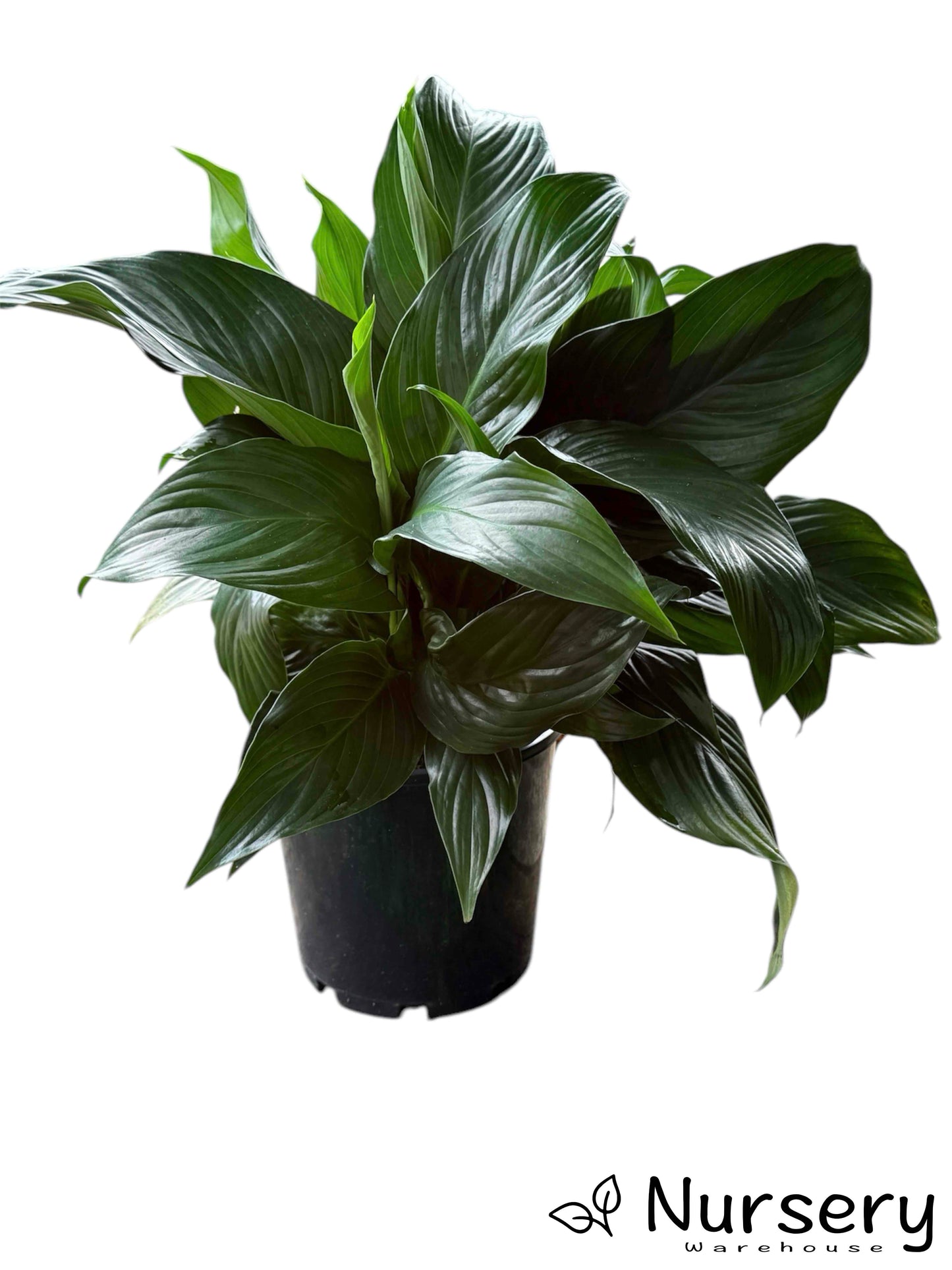 Spathiphyllum (Peace Lily) leaves and white flowers in full bloom in a 200mm pot ready for sale.