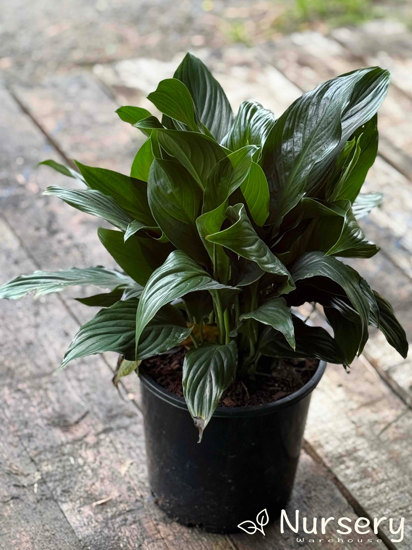 Close-up of Spathiphyllum (Peace Lily) lush green leaves.