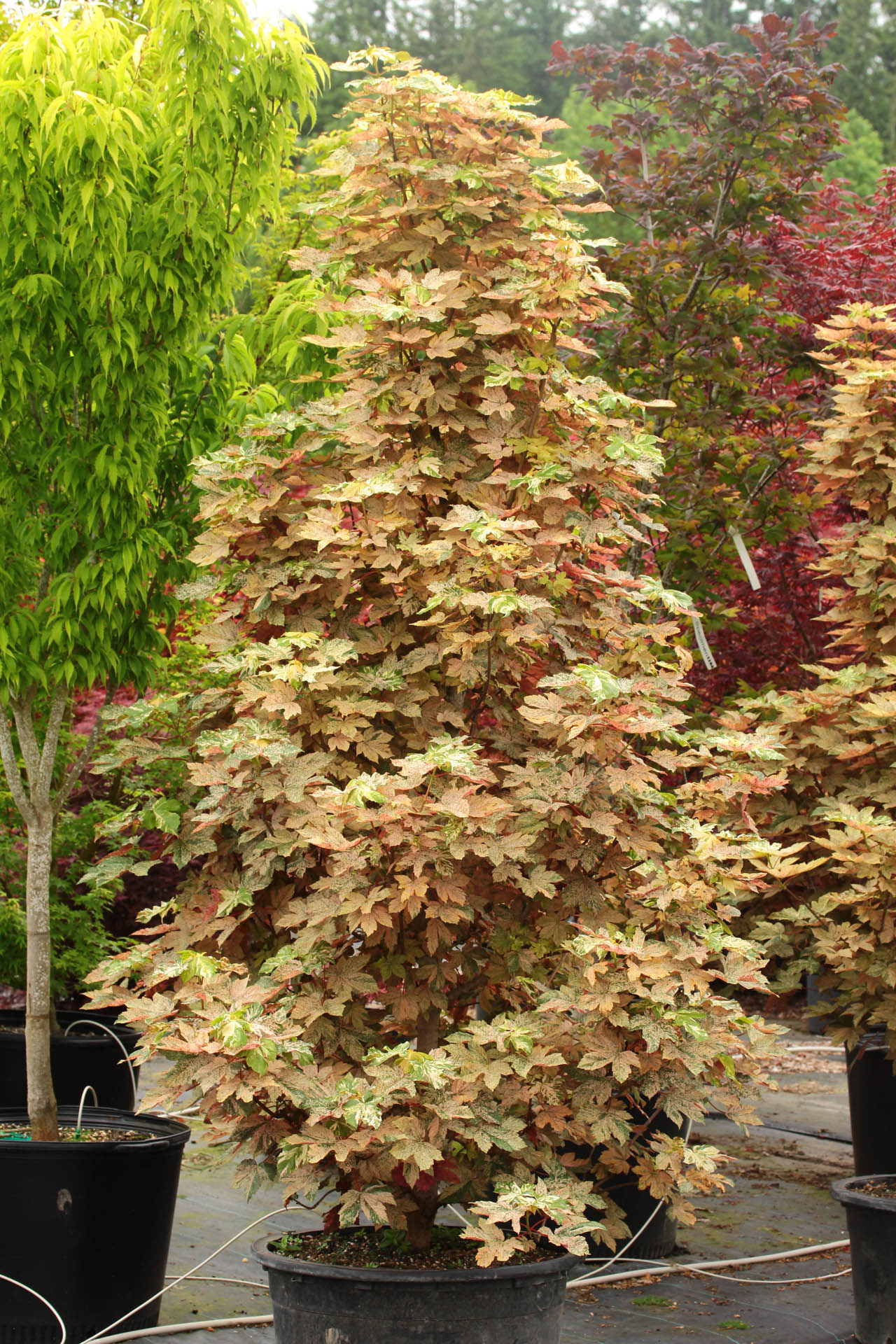 Acer pseudoplatanus Esk Sunset (Eskimo Sunset Maple)