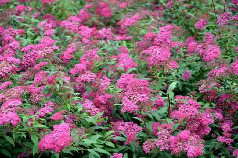 Spiraea Japonica 'Anthony Waterer' (Anthony Waterer Spirea)