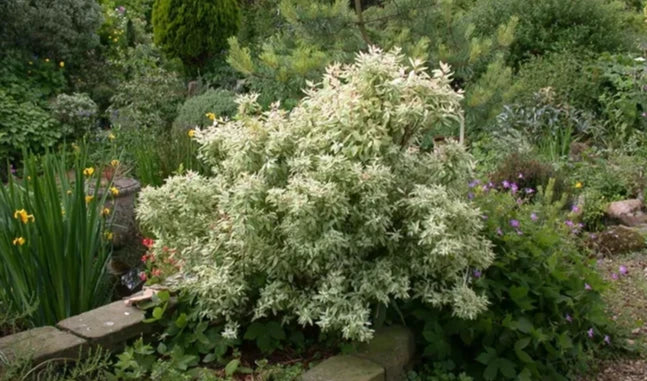 Spiraea Japonica 'Pink Ice' (Pink Ice Spiraea)