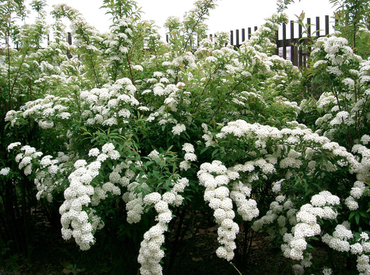 Spiraea x vanhouttei 'Double White May'