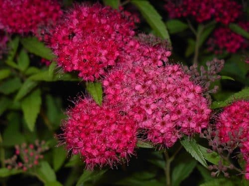 Spiraea Anthony Waterer – Red May (Anthony Waterer Spiraea)