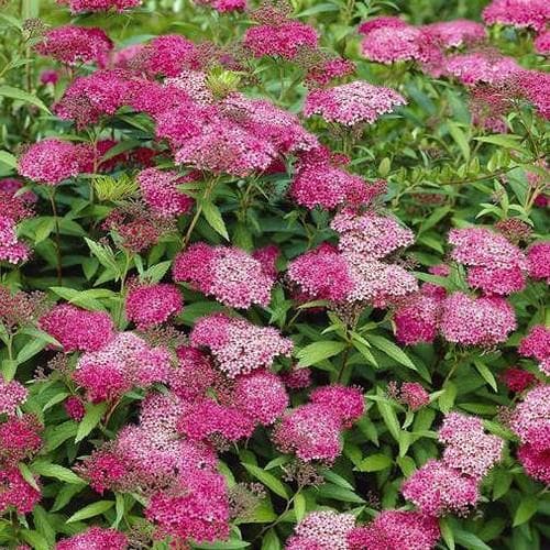 Spiraea Japonica 'Anthony Waterer' (Anthony Waterer Spirea)