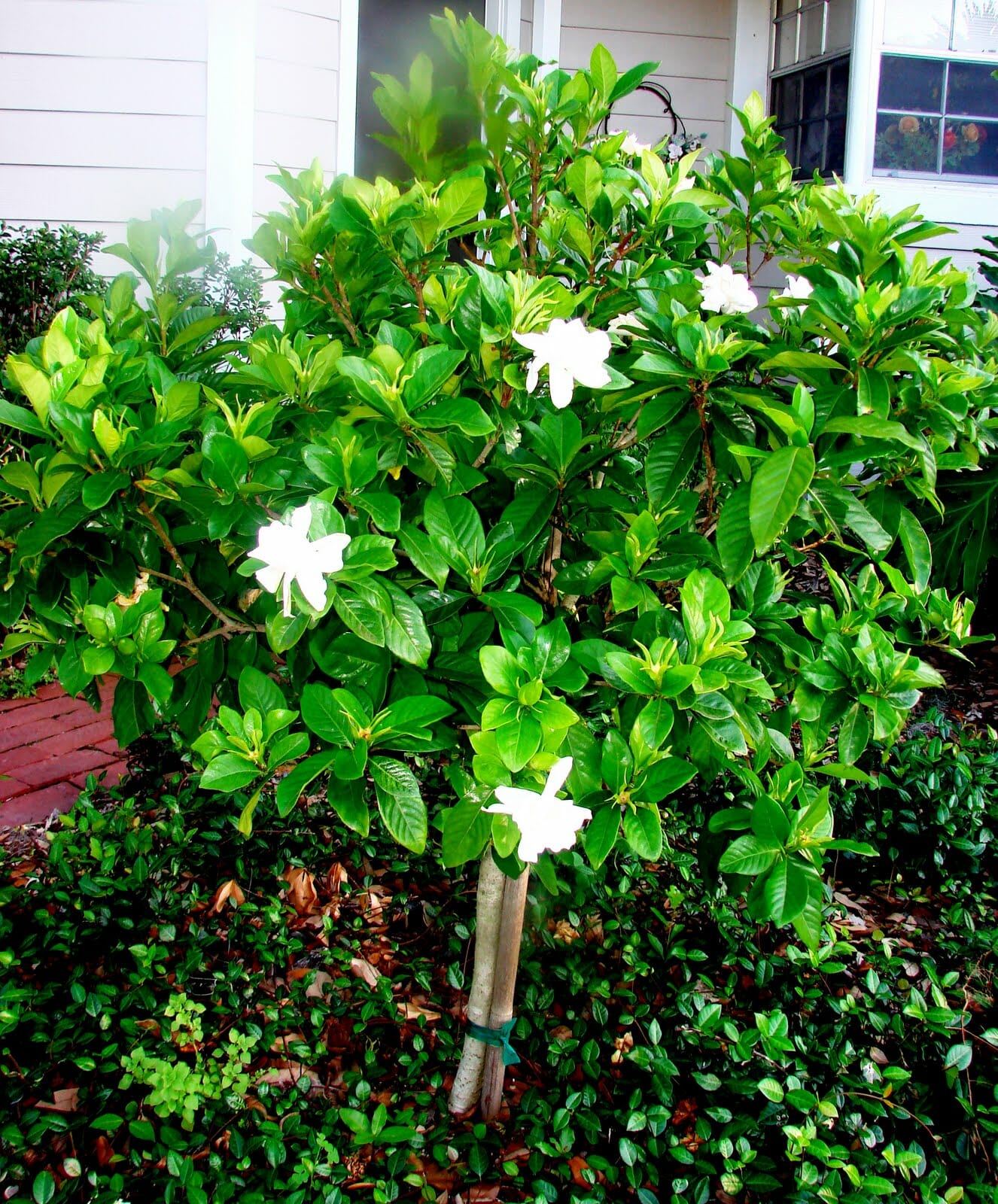 Gardenia Augusta ‘Professor Pucci’ (Professor Pucci Gardenia)