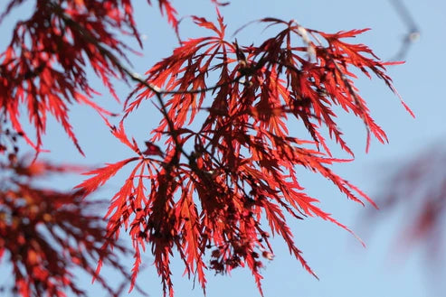 Acer palmatum dissectum 'Stella Rossa' (Stella Rossa Weeping Japanese Maple)