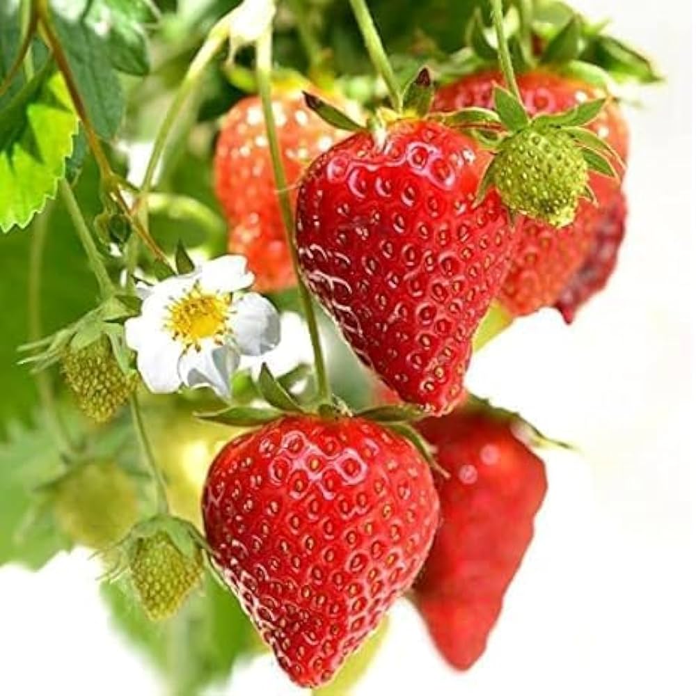 Close-up of Fragaria x Ananassa (Strawberries Red Gauntlet) with ripe, red strawberries and vibrant green foliage.