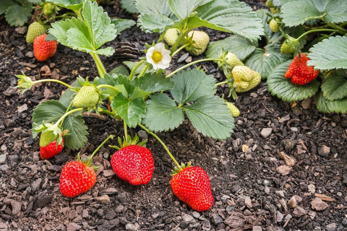 Row of Fragaria x Ananassa (Strawberries Red Gauntlet) plants growing in a garden bed, displaying bright red strawberries and healthy foliage.