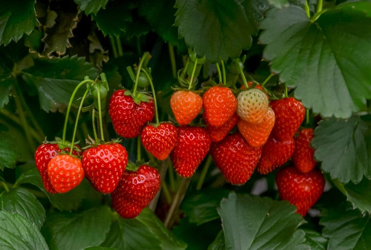 Fragaria x Ananassa (Strawberries Red Gauntlet) plants in pots, ready for sale, showcasing lush leaves and fresh strawberries.