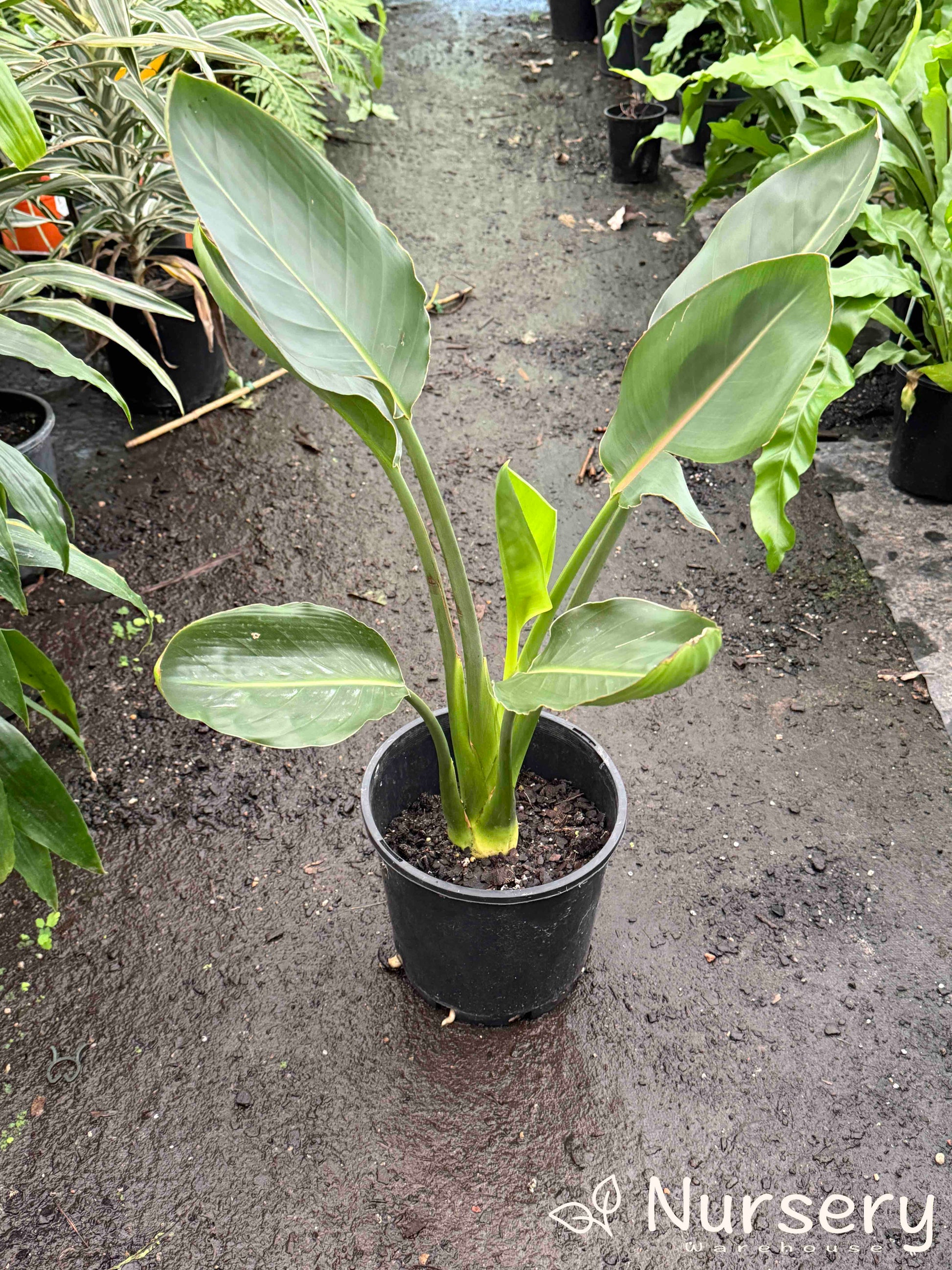 Strelitzia Reginae (Bird of Paradise) in a pot, ready for sale at Nursery Warehouse.