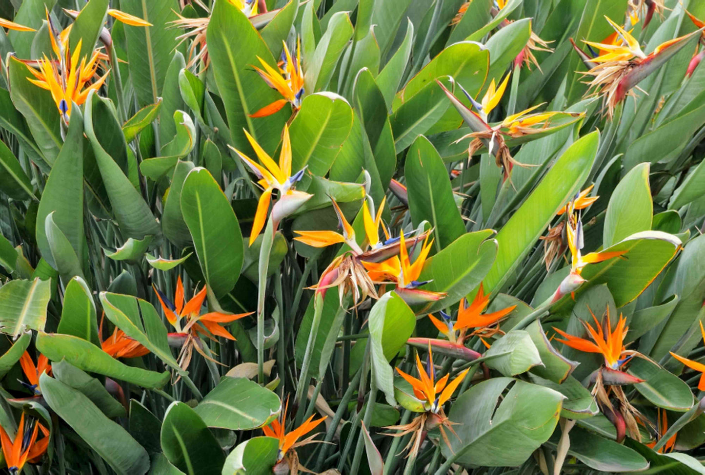 Strelitzia Reginae (Bird of Paradise)