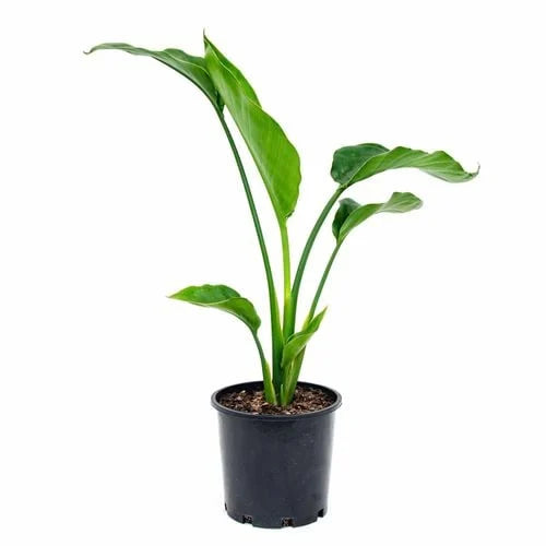 Strelitzia Nicolai (Giant Bird of Paradise) in a pot, ready for sale at Nursery Warehouse.