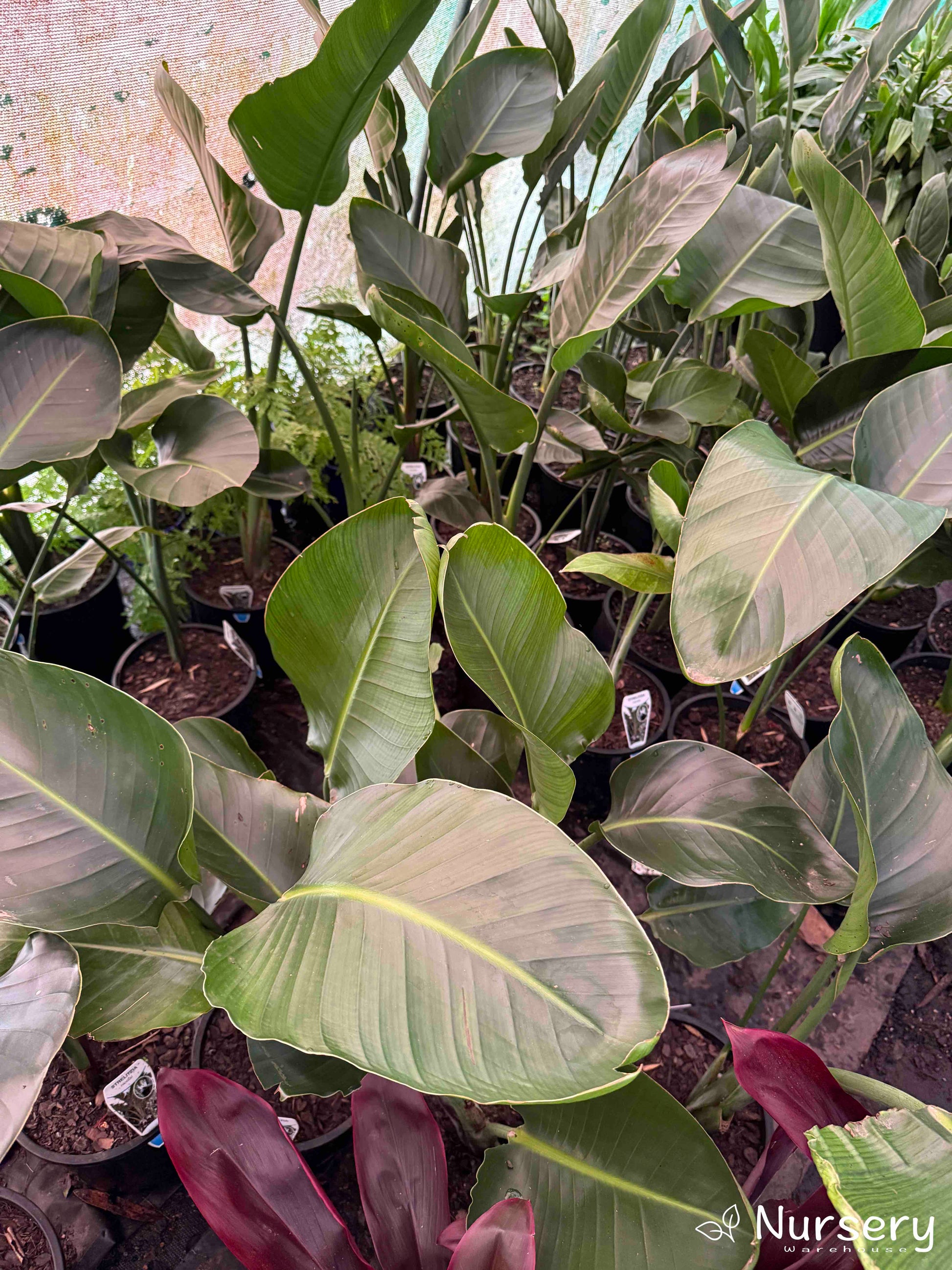 Multiple Strelitzia Reginae (Bird of Paradise) plants in pots, available at Nursery Warehouse.