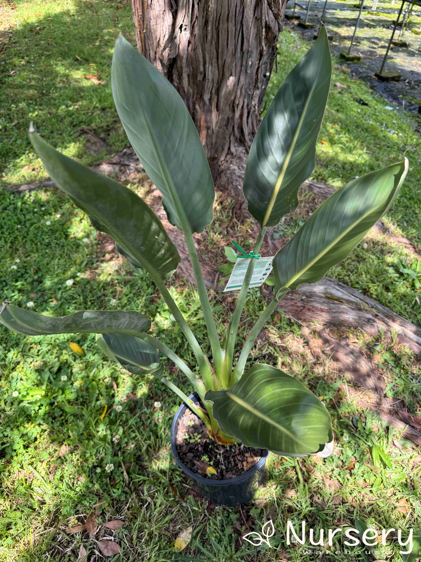 Another Strelitzia Nicolai (Giant Bird of Paradise) in a pot, displaying its impressive size and foliage.