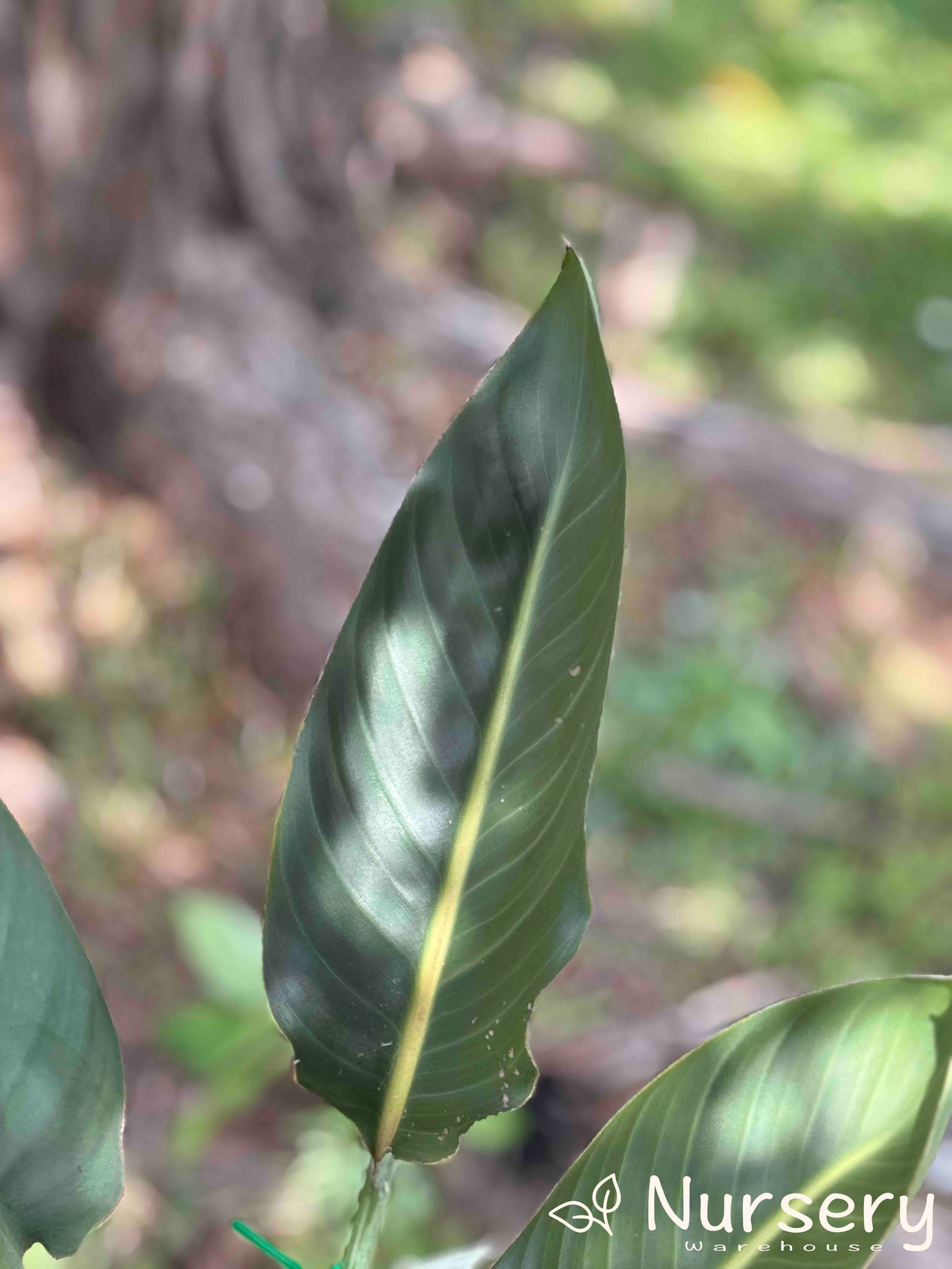 Close-up of the large, tropical leaf of Strelitzia Nicolai (Giant Bird of Paradise).