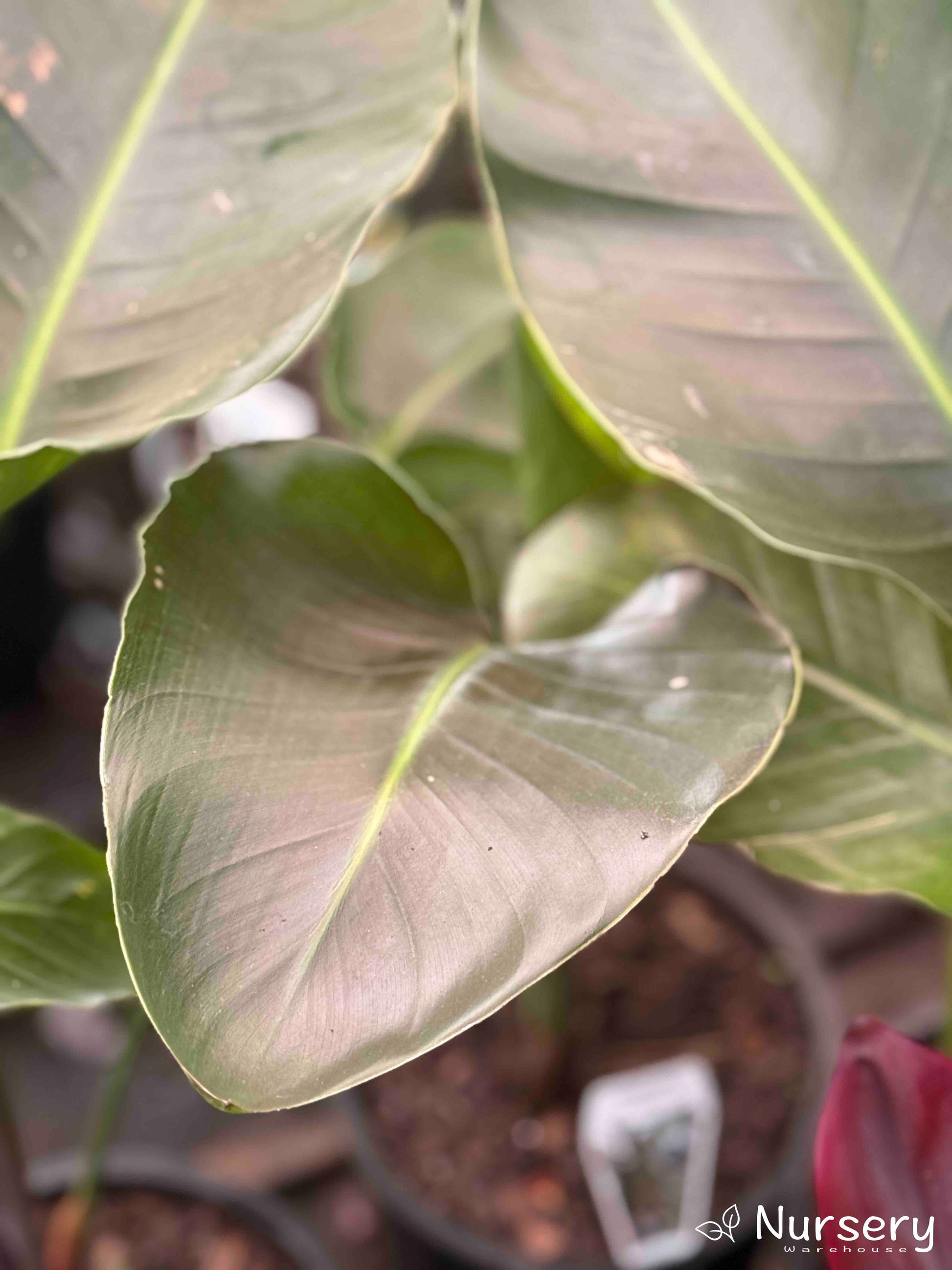 Close-up of Strelitzia Reginae (Bird of Paradise) showcasing its large, lush green leaves.