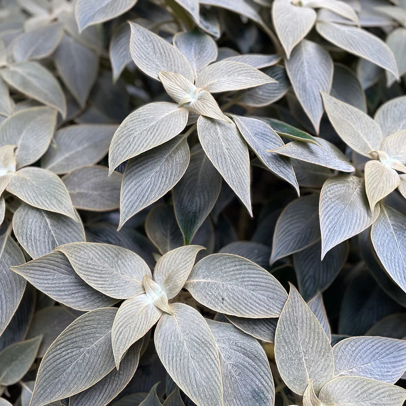 Strobilanthes Gossypinus (Persian Shield)