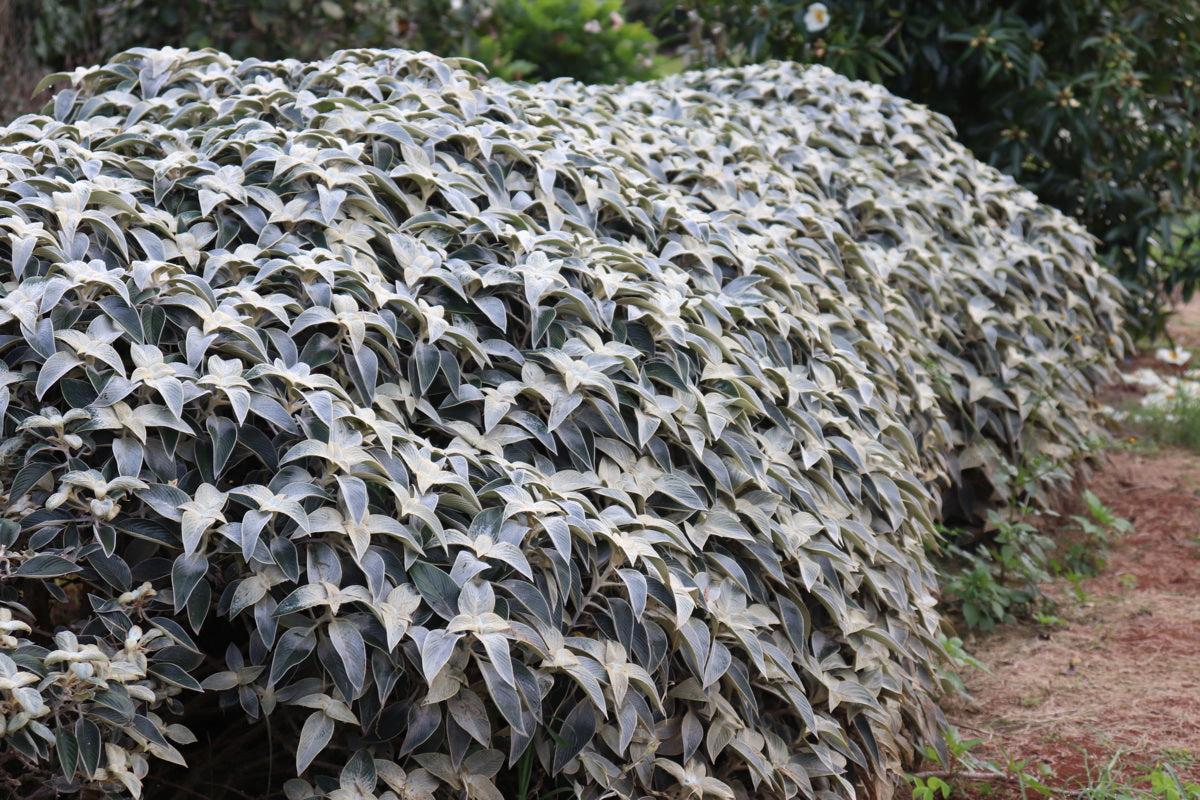 Strobilanthes Gossypinus (Persian Shield)