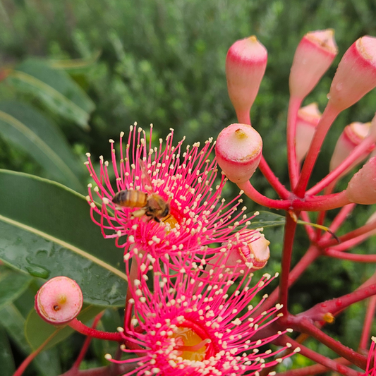 Corymbia Summer Beauty