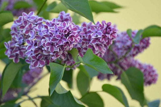 Syringa Vulgaris ‘Sensation’ (Sensation Lilac)