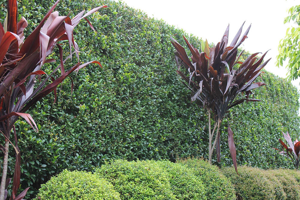 Syzygium Hinterland Gold used as a dense hedge in a landscaped garden.