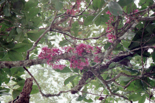 Syzygium Mooreii (Durobby)